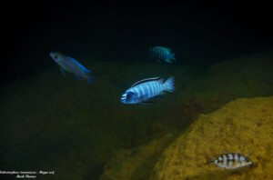 Labeotropheus trewavasae 'Higga Reef'